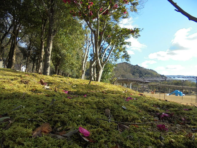 東郷湖羽合臨海公園あやめ池公園