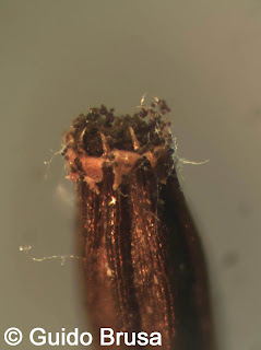 Orthotrichum rogeri