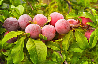 What are the benefits and disadvantages of eating plum