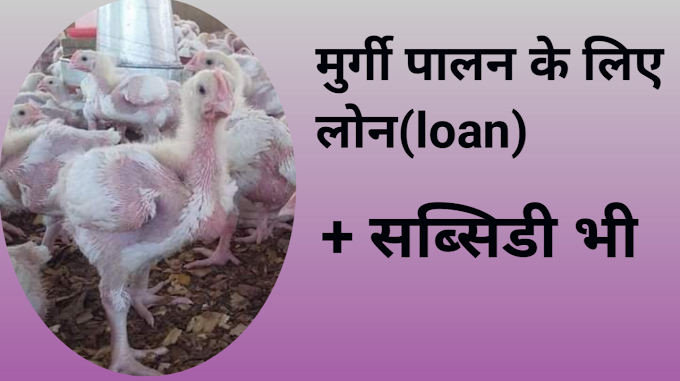  poultry loan/पोल्ट्री लोन/सब्सिडी भी मिलेगा/poultry farming loan in hindi