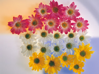 Beautiful Flowers Colors wallpaper