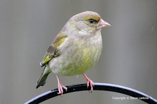 Female Greenfinch