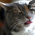 Pics of Funny Cats Photos Drinking Water