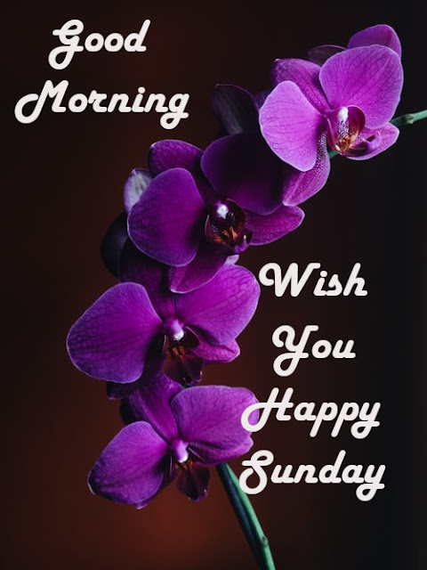 Good Morning Happy Sunday 