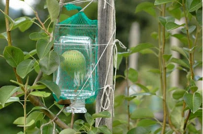 Pears in a Bottle Seen On www.coolpicturegallery.net