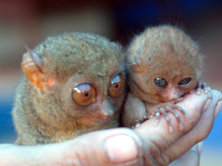 Tarsius