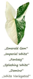 syngonium white variegata