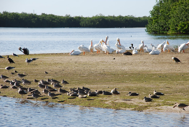 J.N. Ding Darling National Wildlife Refuge