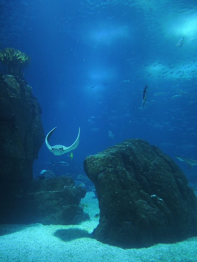 Portugal: het Oceanarium van Lissabon