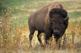 foto bison