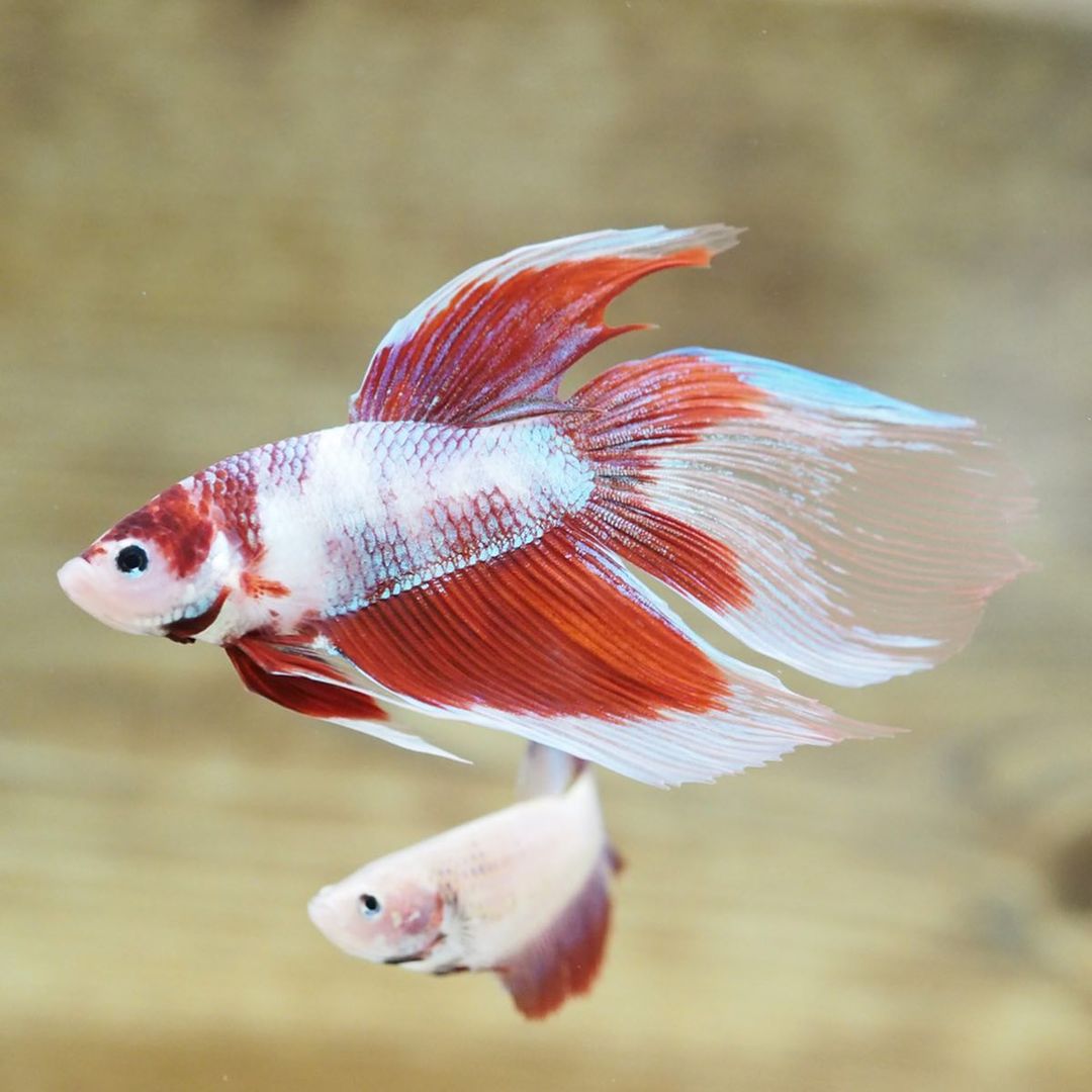 A Very Rare Live Male Red Koi Fancy Veiltail Betta Siamese Fish - Fish