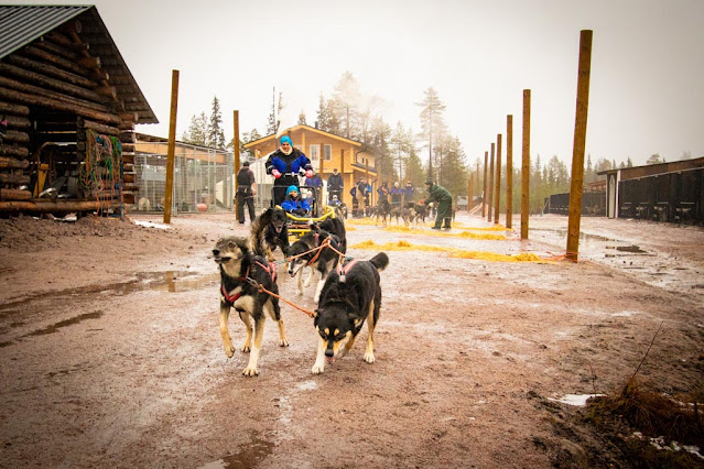 Bearhill husky-Slitte trainate dagli husky-Rovaniemi