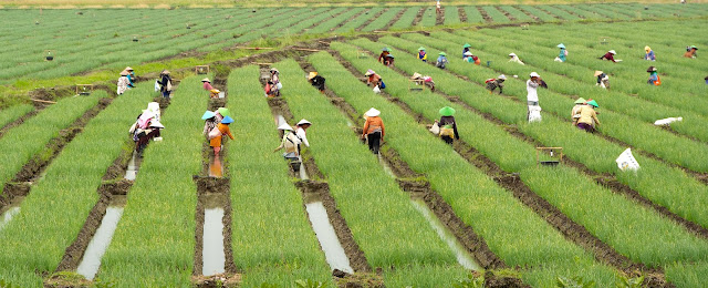 Puisi - Jasa Petani