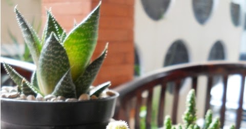 PUTRA GARDEN Tanaman Kaktus  Mini  Unik Untuk Dekorasi 