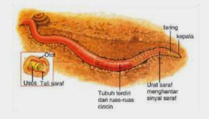 Alat dan Sistem Pernafasan  Pada  Hewan Pintar Biologi