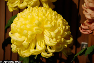 Chrysanthemum in Kyoto, again