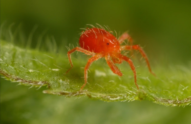 Pencegahan laba-laba berbahaya pada pohon jeruk di musim panas