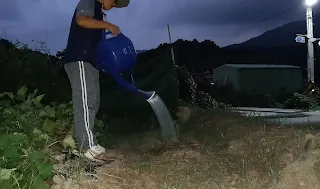 시골 텃밭 당근에 물 주는 모습