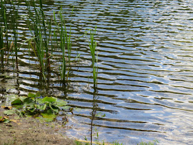 ripples on the lake
