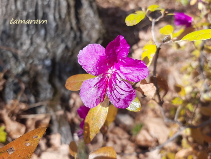 Рододендрон остроконечный (Rhododendron mucronulatum)