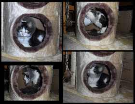 Anakin wearing his cone hanging out in thye hidey hole
