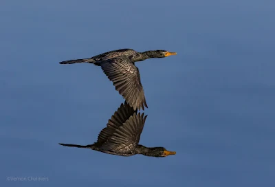 Reed Cormorant in Flight : Milnerton Lagoon / Woodbridge Island, Cape Town