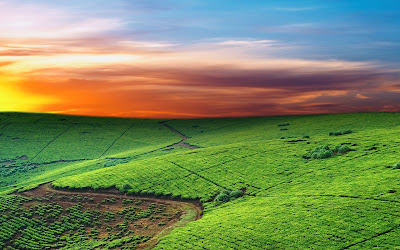  agriculture, background, beautiful, blue, clear, cloud, cloudscape, cloudy, colorful, country, countryside, day, farm, farming, field, fresh, grass, grassland, green, grow, heavens, horizon, idyllic, land, landscape, lawn, meadow, natural, nature, outdoor, outside, paradise, pasture, plain, plant, rural, scene, season, sky, spring, summer, sun, sunlight, sunny, vibrant, view, vista, weather, white