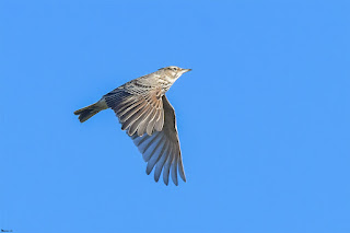 cogujada-comun-galerida-cristata-en-vuelo-