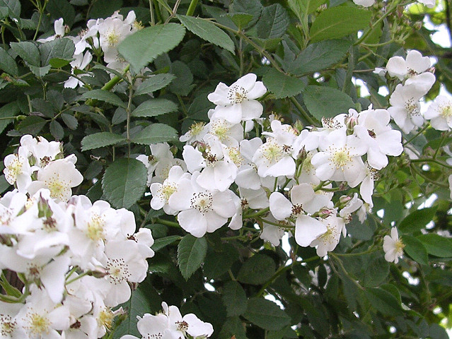 Rosa multiflora (Yokohama, Kanagawa, JAPAN)