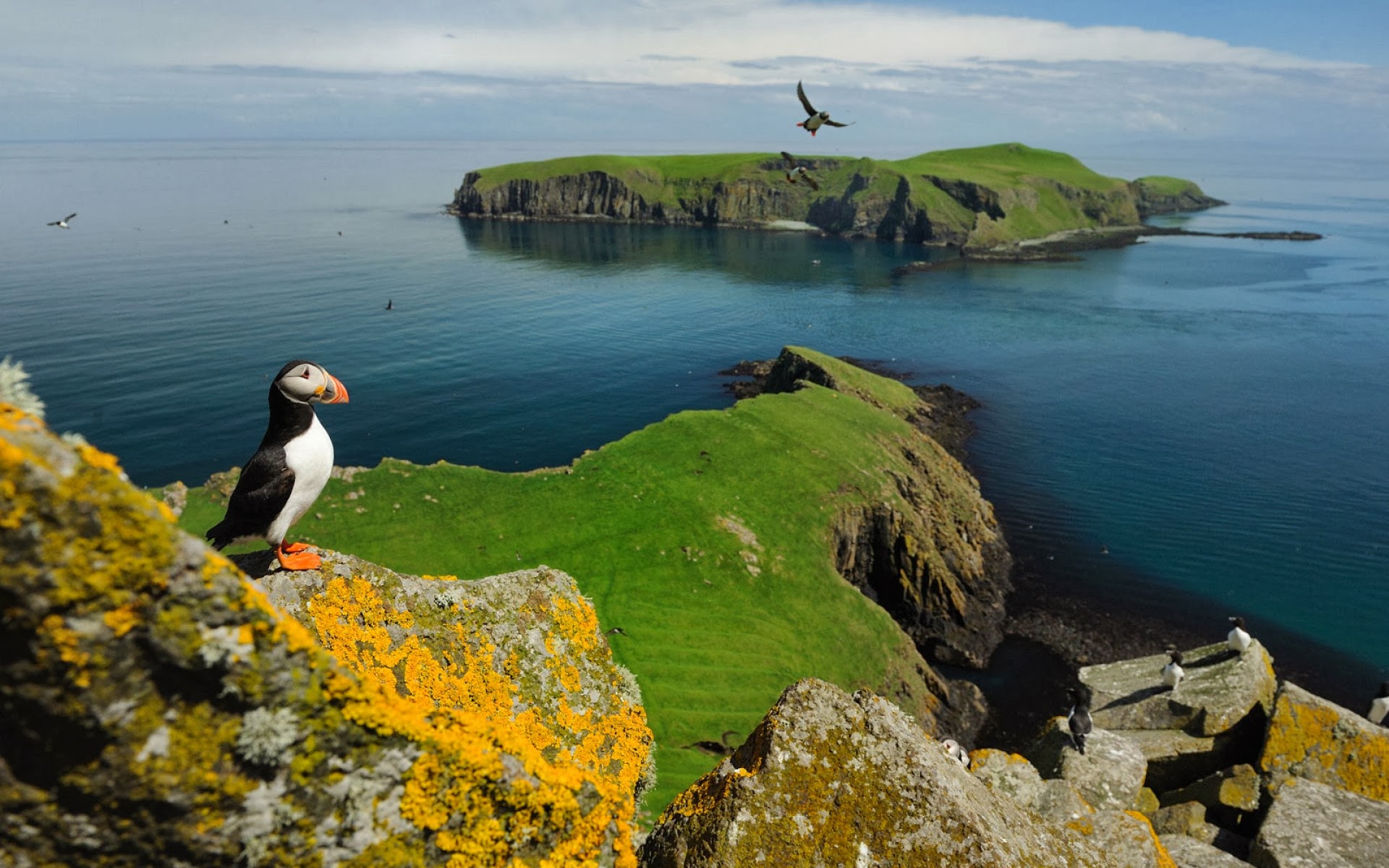 iPad Wallpaper - Atlantic Puffins - HD Wallpapers - 9to5Wallpapers