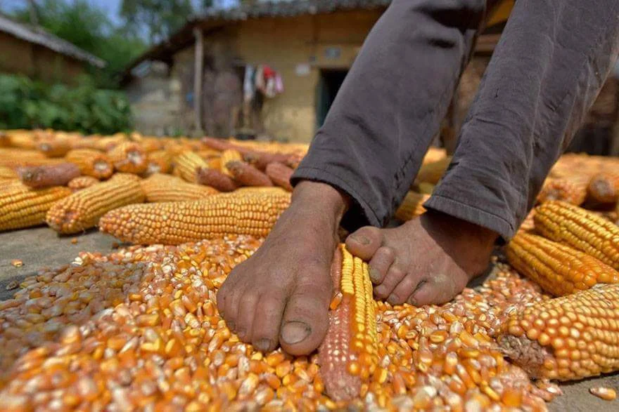 Corn Man photo