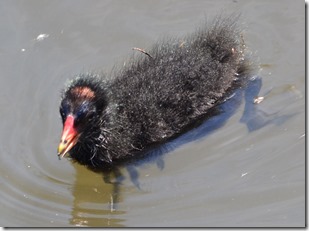 17a moorhen chick