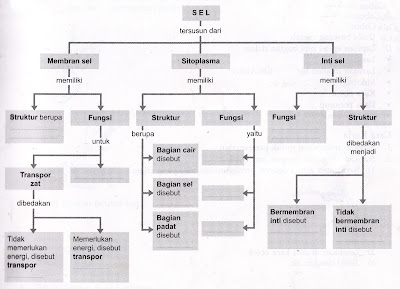Materi Biology Peta Konsep : Sel, Struktur dan Fungsi Jaringan pada Tumbuhan, dan Struktur dan Fungsi Jaringan pada Hewan Terlengkap