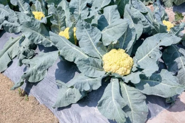 Climate and soil preparation before planting cauliflower seeds in your kitchen garden