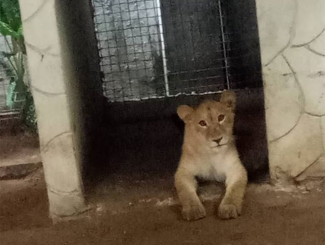 Indian Keeps Lion At Residential Building In Lagos (Photos)