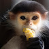 Belgiumban bevezetik a kötelező majomhimlő-karantént