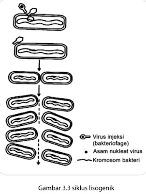 Siklus lisogenik 