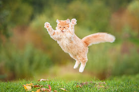 Orange cat Jumping, via Adobe Stock