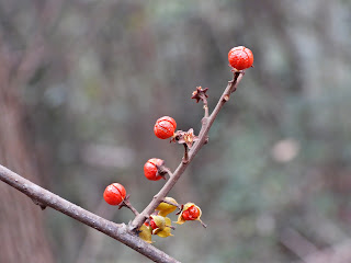 Oriental Bittersweet Fruit on Yuelu Mountain