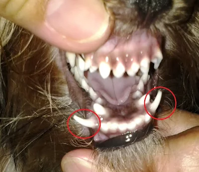 5 Ways to Keep Your Pet's Teeth and Gums Healthy for Life