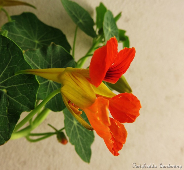 nasturtium orange