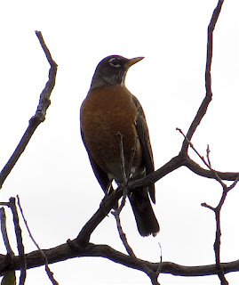 American Robin