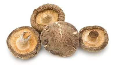 Mushroom Supplier Company in Ranchi