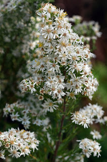 symphyotrichum ericoides