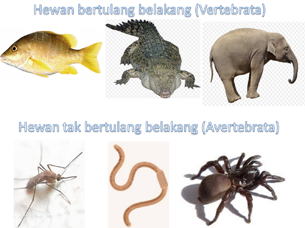 16+ Sebutkan Jenis-jenis Hewan Invertebrata Dan Vertebrata