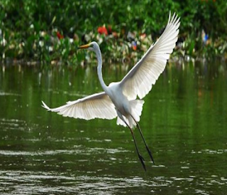 Bangau adalah sebutan untuk burung dari keluarga Ciconiidae. Badan berukuran besar, berkaki panjang, berleher panjang namun lebih pendek dari burung Kuntul, dan mempunyai paruh yang besar, kuat dan tebal. Bangau bisa dijumpai di daerah beriklim hangat. Bangau tidak bersuara, sebab tidak punya organ suara syrinx. Sehingga apabila berkomunikasi bersama dengan pasangan maka burung bangau akan mengadu bagian paruhnya. Bagian paruh yang diadu dengan pasangannya termasuk cara berkomunikasinya menggantikan menggunakan suara panggilan.    Salah satu ciri burung bangau yaitu cara mereka terbang. Pada waktu terbang, mereka akan menjulurkan kepalanya ke depan serta mendorong bagian kakinya ke belakang. Gaya burung bangau yang indah ini menjadiakn mereka terbang lebih cepat dengan membelah angin dengan cara aerodinamis. Makanan utama dari jenis burung berkaki panjang ini yaitu katak, burung ukuran kecil, ikan, cacing, dan juga mamalia kecil yang ada di pantai dan di lahan basah. Anda semalam mimpi menangkap burung bangau putih? kira-kira maksud dari mimpi itu apa ya? dibawah ini ada ulasan mengenai arti mimpi burung bangau simak ya, dilengkapi juga angka jitunya.