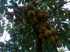 buah langsat pada dahan