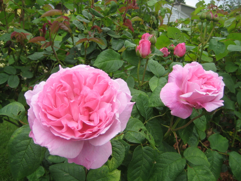 Rong Spa珈榕生活館 誕生花語系列 四月份 薔薇 愛情