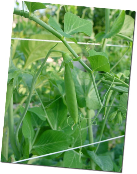 Mmmmm - Sweet Peas!
