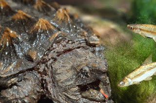 Alligator Snapping Turtle